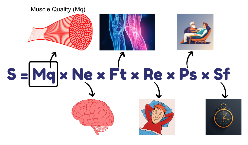 S = Mq x Ne x Ft x Re x Ps x Sf - The Gainz Equation with emplasis on Mq, muscle qualities