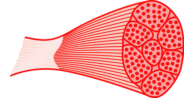 image of a muscle showing muscle fibers